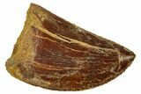 Serrated, Carcharodontosaurus Tooth - Real Dinosaur Tooth #329900-1